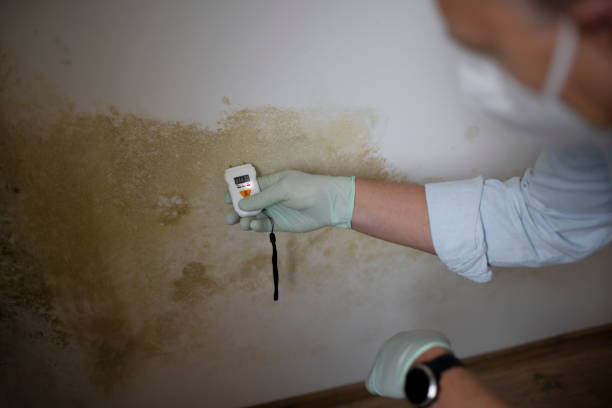 Best Residential Mold Removal  in Whitewater, KS