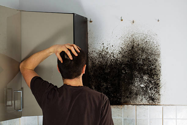Best Mold Remediation  in Whitewater, KS