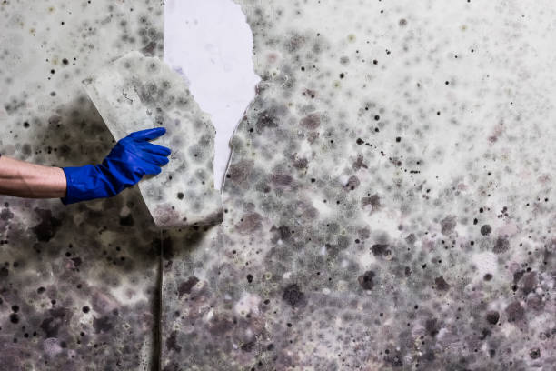 Best Black Mold Removal  in Whitewater, KS